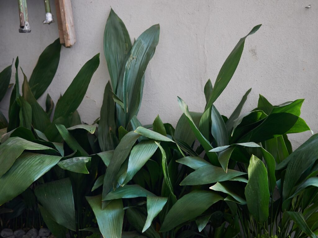 Aspidistra elatior