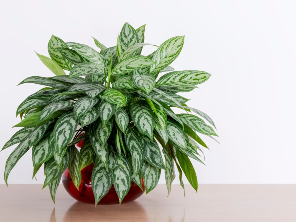 Chinese Evergreen