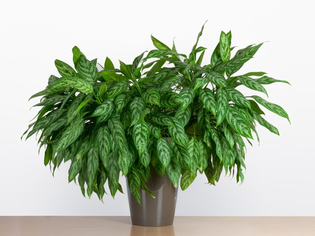 Chinese Evergreen