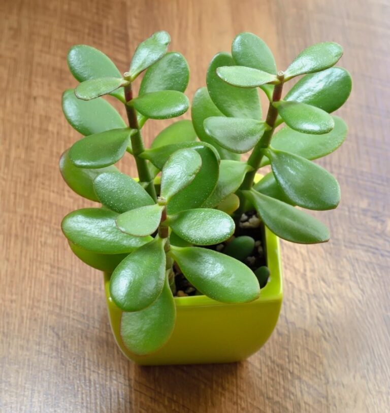 Jade Plant