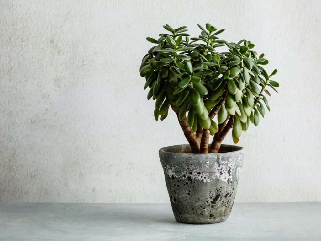 Jade Plant