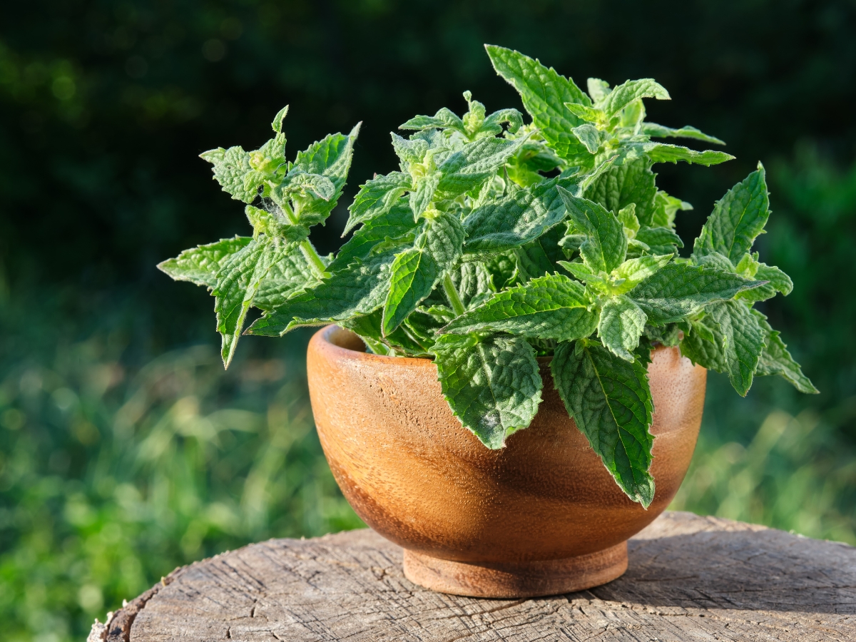 Lemon Balm