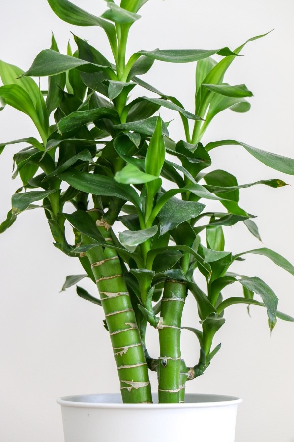 Lucky Bamboo