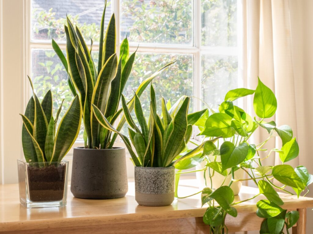 Snake Plant