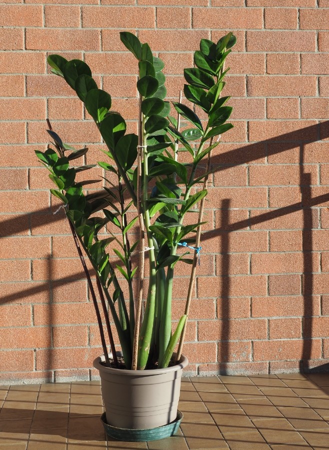 Zamioculcas zamiifolia)